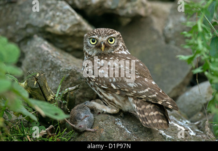 Steinkauz Erwachsener mit Beute auf Felsen gelegen Stockfoto