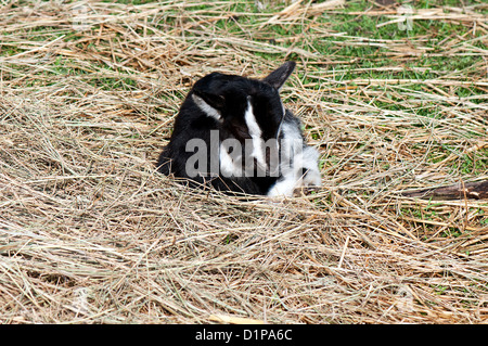 kleine Zicklein in der Krippe Stockfoto