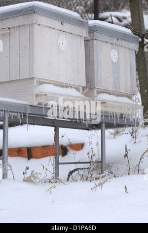 Die Bienenstöcke nach dem Nacht-Eis-Regen von Eis bedeckt. Ort: Männliche Karpaty, Slowakei. Stockfoto