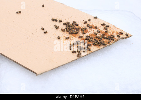 Haufen von Toten westlichen Honigbienen (Apis Mellifera) auf Hausstaubmilben zählen Board. Stockfoto