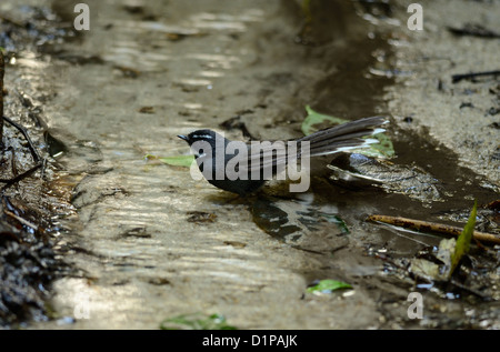 schöne weiße-throated Fantail (Rhipidura Albicollis) Duschen in Thai Wald Stockfoto