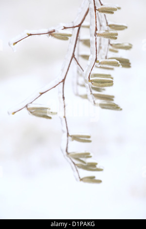 Eis bedeckt Zweig mit Kätzchen der gemeinsamen Hasel (Corylus Avellana). Ort: Männliche Karpaty, Slowakei. Stockfoto