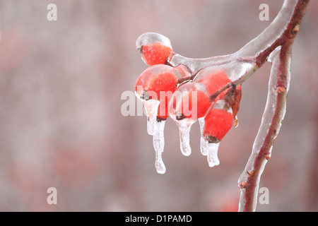 Eis bedeckt Zweig mit Hagebutte, Hundsrose (Rosa Canina). Ort: Männliche Karpaty, Slowakei. Stockfoto