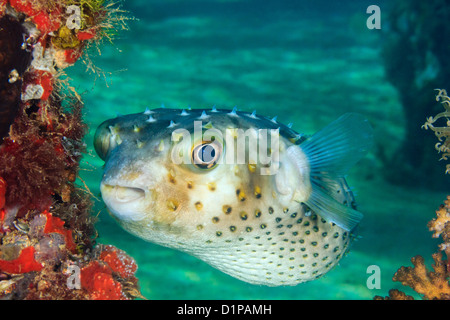 Eine neugierige Burrfish schwimmt neben einer Koralle verkrusteten Steg Bein in tropischen Gewässern Stockfoto