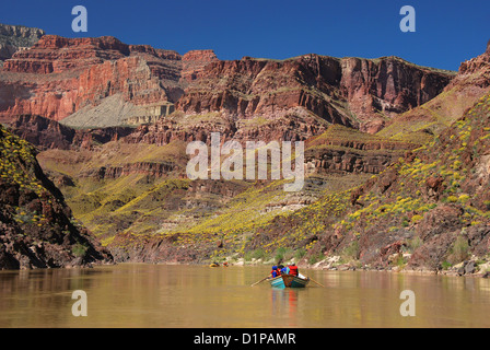 Bootsfahrt auf dem Colorado River im Grand Canyon, Arizona.  Die gelbe Farbe auf der Piste ist aus Brittlebush Blumen. Stockfoto