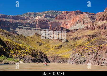 Bootsfahrt auf dem Colorado River im Grand Canyon, Arizona.  Die gelbe Farbe auf der Piste ist aus Brittlebush Blumen. Stockfoto