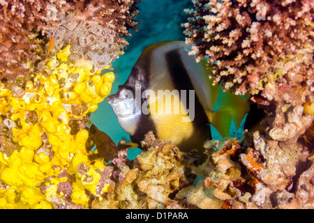 Red Sea Bannerfish sieht durch ein Loch in einem harten coral Stockfoto