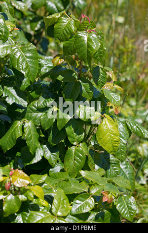 Pflanze der Poison Ivy, Toxicodendron Radicans, Giftefeu Stockfoto