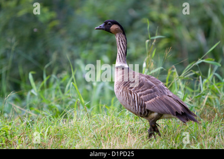 Nene hawaiianische Gans auf der Insel Kauai, Hawaii, USA. Stockfoto