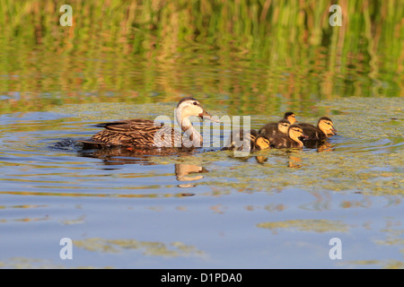 Fleckige Ente (Anas Fulvigula) Mutter mit Babys in Florida von Mark J Thomas Stockfoto