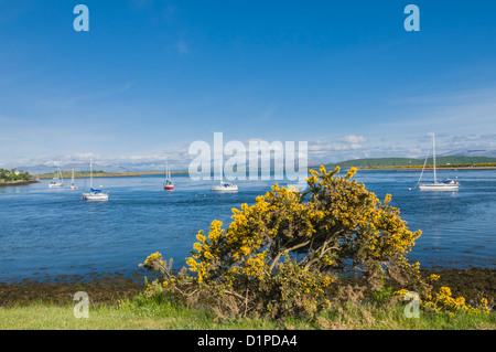 Ginster im Vordergrund und Yachten vor Anker am Connel Blick auf North Connel & LedaIg Punkt Argyll & Bute Schottland Stockfoto