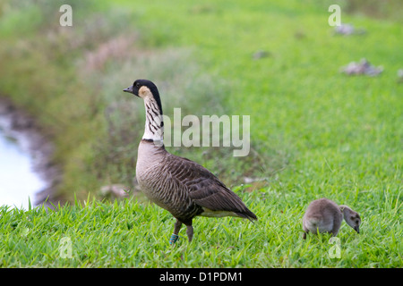 Nene hawaiianische Gans auf der Insel Kauai, Hawaii, USA. Stockfoto