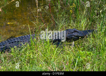 Amerikanischer Alligator in Florida Everglades. Stockfoto