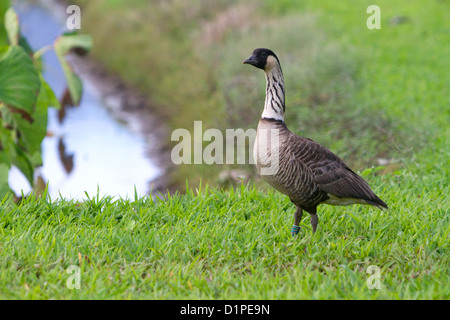 Nene hawaiianische Gans auf der Insel Kauai, Hawaii, USA. Stockfoto