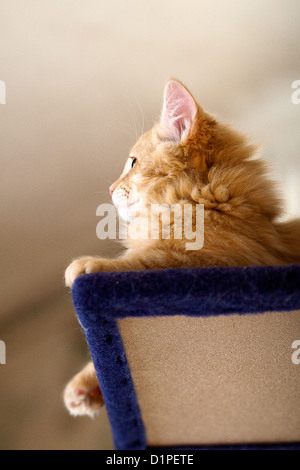Katze sitzt auf einem Kratzbaum Stockfoto