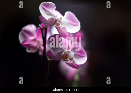 Nahaufnahme von rosa und weißen Orchideen-spray Stockfoto