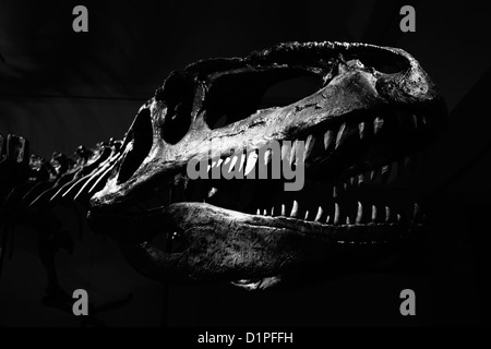 Tyrannosaurus Rex Schädel auf schwarzem Hintergrund Stockfoto