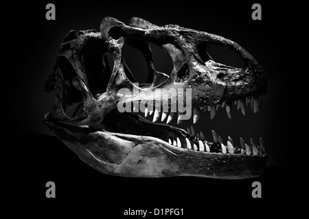 Schädel des Tyrannosaurus Rex vor einem schwarzen Hintergrund Stockfoto