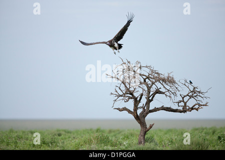 Ohrengeier-faced Vulture (Torgos Tracheliotus) Serengeti Nationalpark, Tansania, Afrika Stockfoto