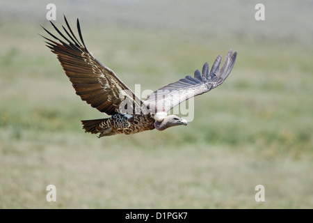 Ruppell der Gänsegeier (abgeschottet Rueppellii) im Flug Serengeti Nationalpark, Tansania, Afrika Stockfoto