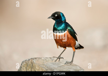 Superb Starling (Glanzstare Superbus) Serengeti Nationalpark, Tansania, Afrika Stockfoto