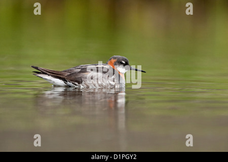 Red-necked Phalarope (Phalaropus Lobatus) Kirkjufellsvatn, Island Stockfoto