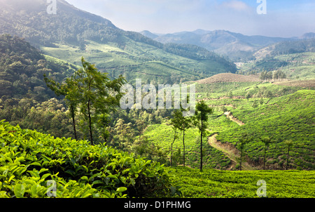 Teeplantage in Munnar, Kerala, Indien zeigen die Baumreihen Tee und Berg hängen an einem sonnigen Tag. Stockfoto