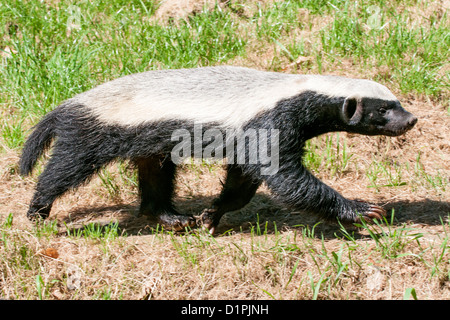 Honigdachs (Mellivora Capensis) Blick von der Seite. Nahaufnahme Stockfoto