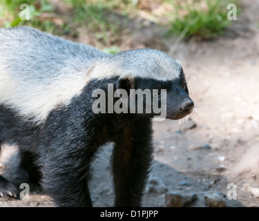 Honigdachs (Mellivora Capensis) Ansicht von vorne. Nahaufnahme (Makro) Stockfoto