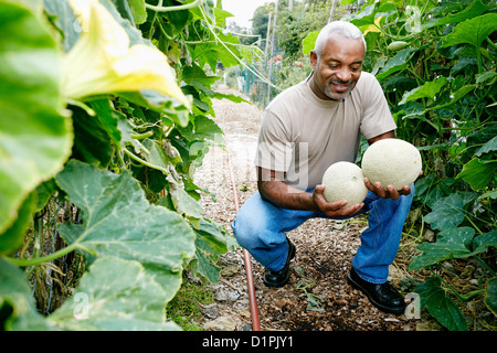 Schwarzer Mann mit Melone in Gemeinschaftsgarten Stockfoto