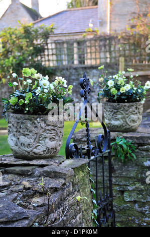 Weiße Weihnachten Rosen in einem Stein Pflanzer am Eingangstor in die Cotswold Dorf Swinbrook, nr. Burford, Oxfordshire UK Stockfoto