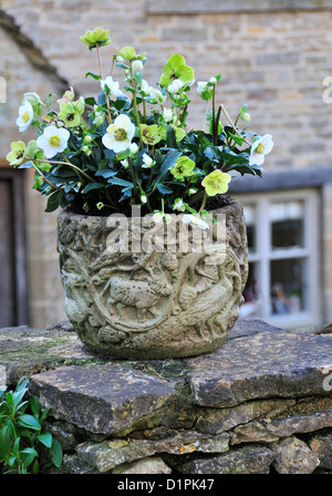 Weiße Weihnachten Rosen in einem Stein Pflanzer am Eingangstor in die Cotswold Dorf von Swinbrook, nr Burford, Oxfordshire UK Stockfoto