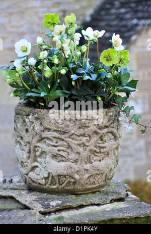 Weiße Weihnachten Rosen in einem Stein Pflanzer am Eingangstor in die Cotswold Dorf von Swinbrook, nr Burford, Oxfordshire UK Stockfoto