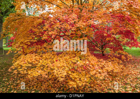 Japanische Ahorn im Herbst Farbe, Westonbirt National Arboretum, Golucestershire, England, UK Stockfoto