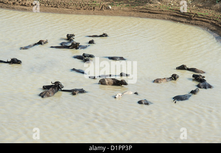 Wasserbüffel Abkühlung in einem Indischen See. Andhra Pradesh, Indien Stockfoto
