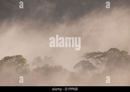 Nebel im Morgengrauen im Regenwald von Soberania Nationalpark, Republik von Panama. Stockfoto