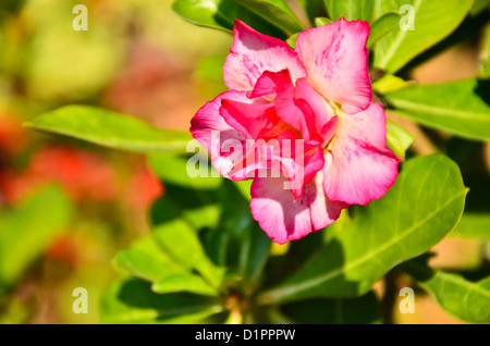 Impala Lily Adenium, Wüstenrose Stockfoto