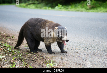 Weiße Nase Nasenbär (Nasua Narica) auf asphaltierten Straße, in der Nähe von Arenal Volcano National Park, La Fortuna, Alajuela, Costa Rica. Stockfoto