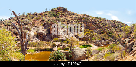 Klassische australische Outback Busch malerisch mit riesigen Kaugummi Baum in ein ausgetrocknetes Flussbett Stockfoto