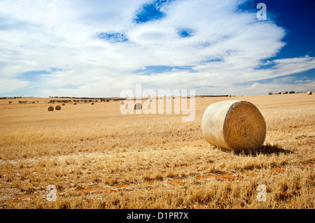 Erntezeit mit Heuballen in der Sommersonne Stockfoto