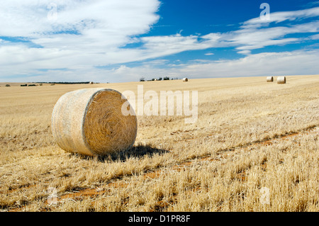 Erntezeit mit Heuballen in der Sommersonne Stockfoto