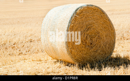 Erntezeit mit Heuballen in der Sommersonne Stockfoto
