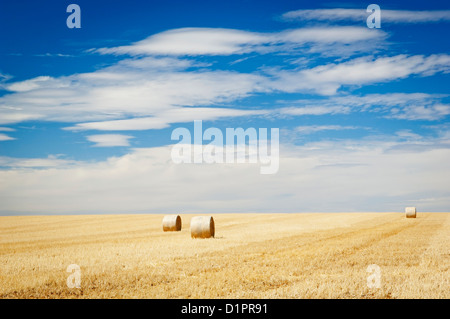 Erntezeit mit Heuballen in der Sommersonne Stockfoto