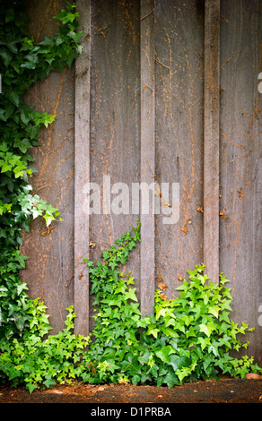 Efeu wächst auf Holzwand erstellt einen Rahmen mit Platz für text Stockfoto