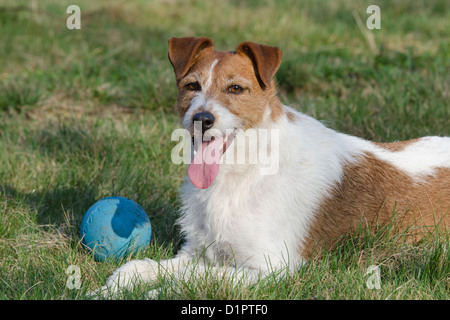 Parson Jack Russell Terrier Stockfoto