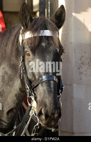 Pferde auf den Straßen von London Equus Ferus caballus Stockfoto
