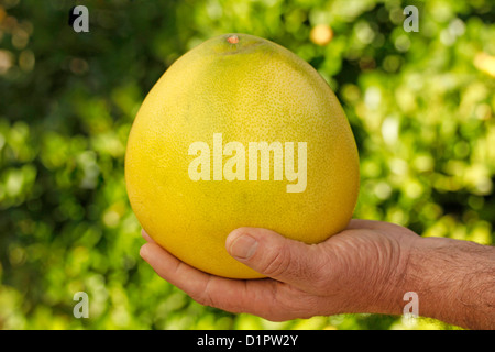 Chinesische Grapefruit. Stockfoto