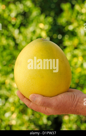 Chinesische Grapefruit. Stockfoto