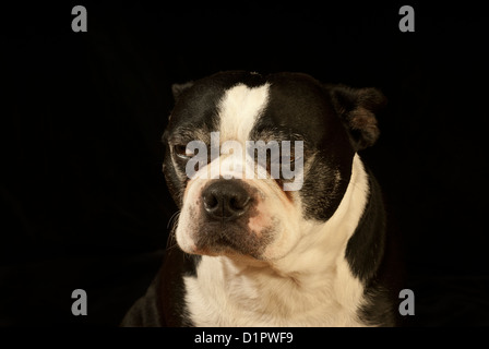 Boston Terrier, schwarz, mittelgroß, süß, kompakt gebaut, Hund, Rasse, Hunde, Stockfoto
