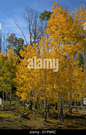 Espe Bäume, Populus Tremuloides, im Herbst, Dixie National Forest, Utah, USA Stockfoto